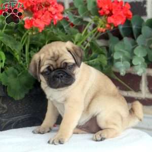 Pug Puppies For Sale | Greenfield Puppies