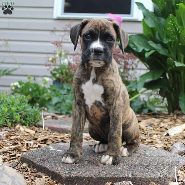 Bubbles, Boxer Puppy