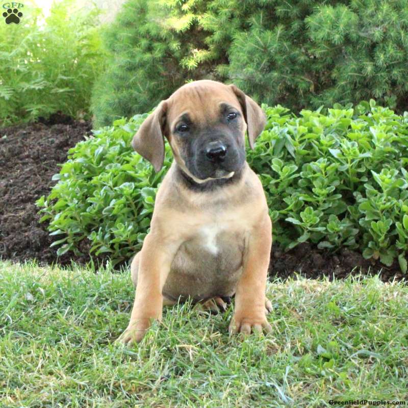 Bucky - African Boerboel Puppy For Sale in Pennsylvania