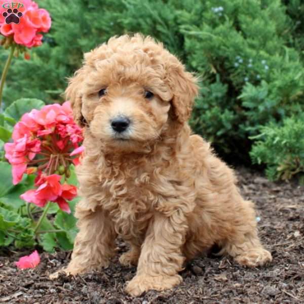 Buddy, Toy Poodle Puppy