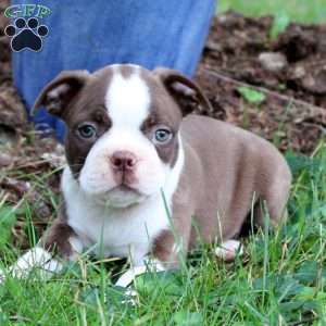 Boston Terrier Puppies For Sale - Greenfield Puppies