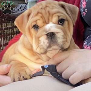 English Bulldog Puppies For Sale | Greenfield Puppies