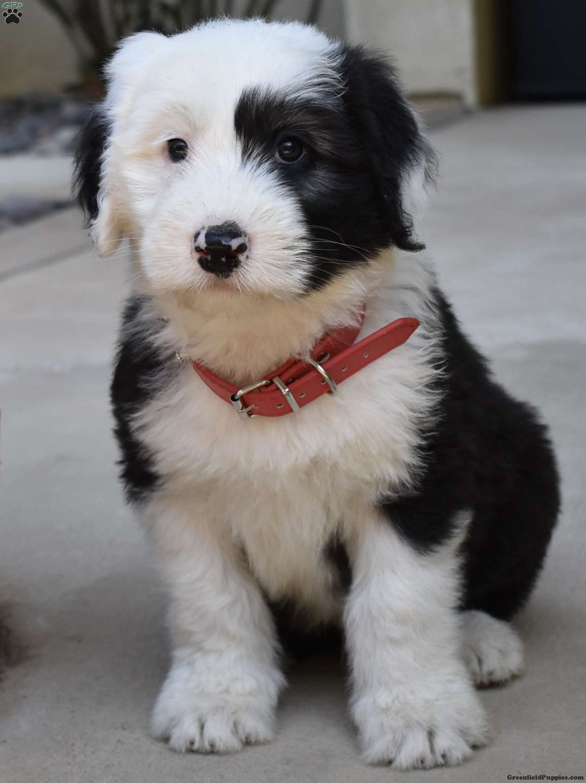 Max - Old English Sheepdog Puppy For Sale in California