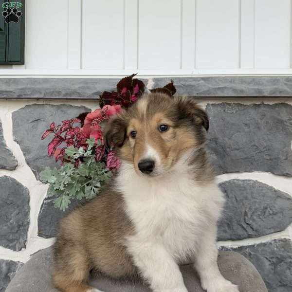 Rose, Collie Puppy
