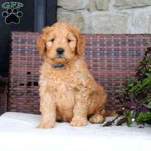 Samuel King - Dog Breeder - Greenfield Puppies