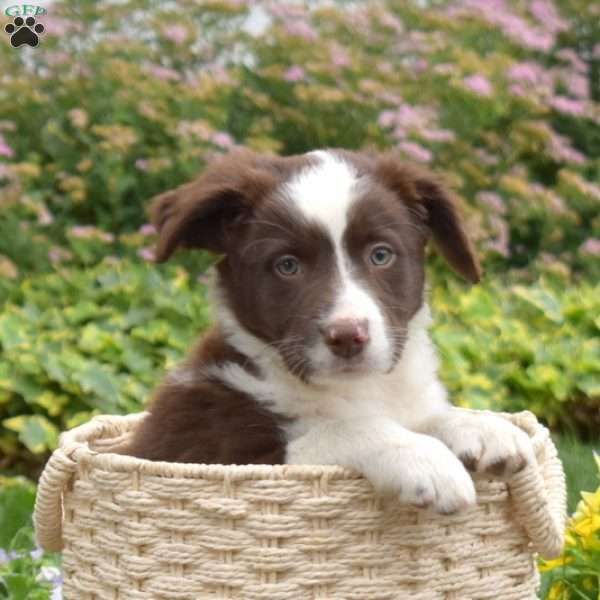 Carly, Border Collie Mix Puppy