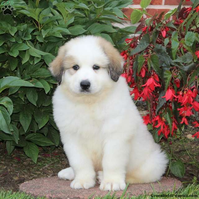 Casper - Great Pyrenees Puppy For Sale in Pennsylvania