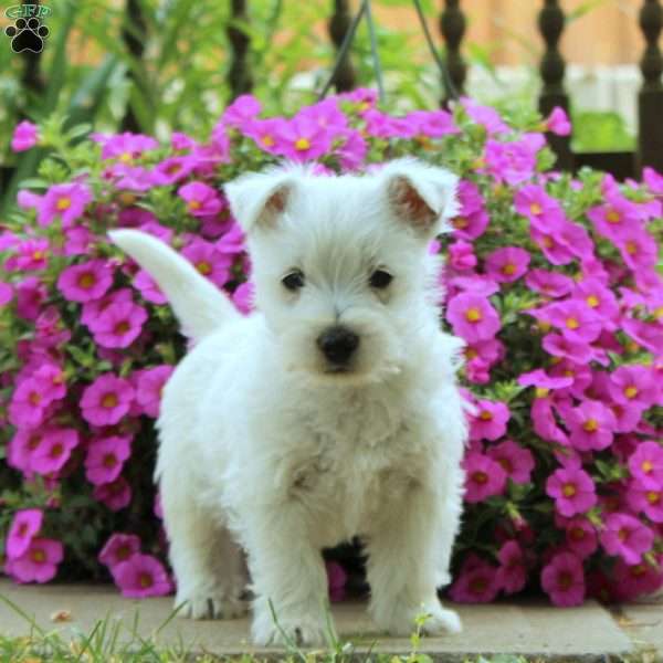 Cayde, West Highland Terrier Puppy