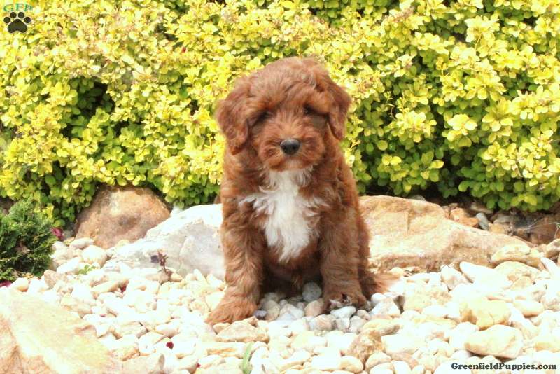 Charmer - Mini Labradoodle Puppy For Sale in Pennsylvania