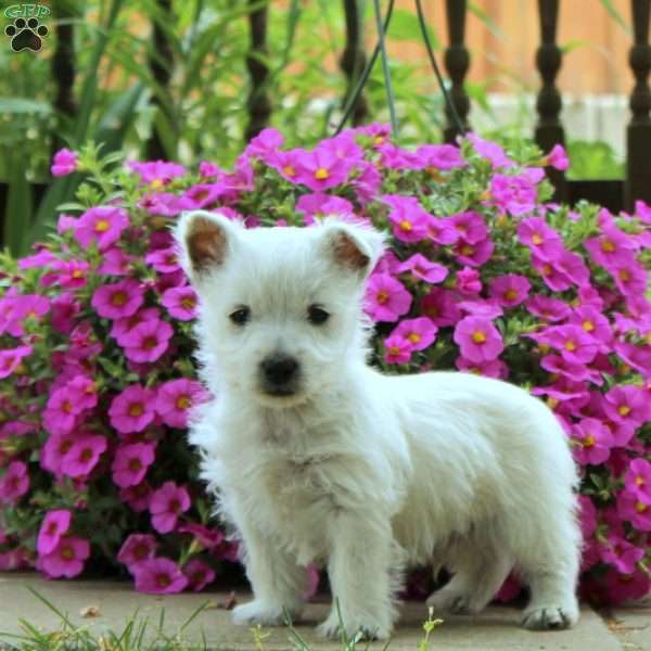 Chuck, West Highland Terrier Puppy