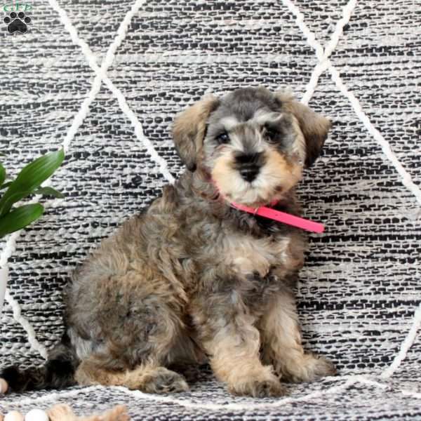 Clarabell, Mini Schnoodle Puppy