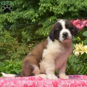 Saint Bernard Puppies for Sale - Greenfield Puppies