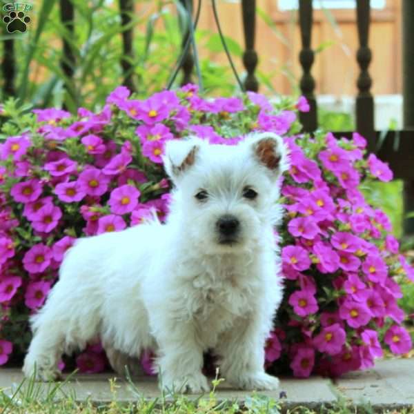 Clyde, West Highland Terrier Puppy