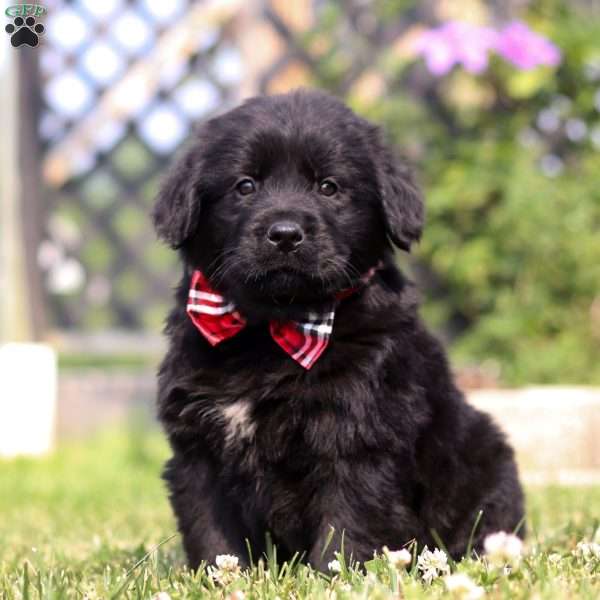 Colby, Newfoundland Mix Puppy