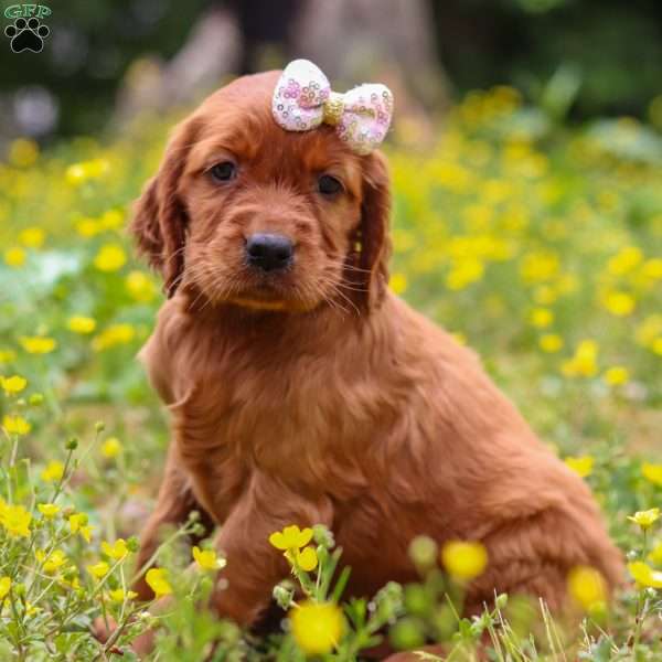 Cookie, Golden Irish Puppy