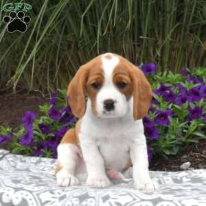 Beaglier Puppies For Sale | Greenfield Puppies