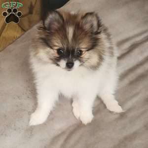 Pomeranian Puppies For Sale - Greenfield Puppies