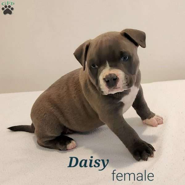 Daisy, American Bully Puppy