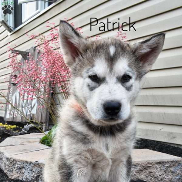 Patrick, Alaskan Malamute Puppy
