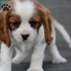 Cavalier King Charles Spaniel Puppies for Sale