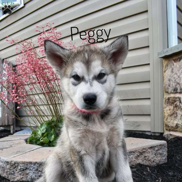 Peggy, Alaskan Malamute Puppy