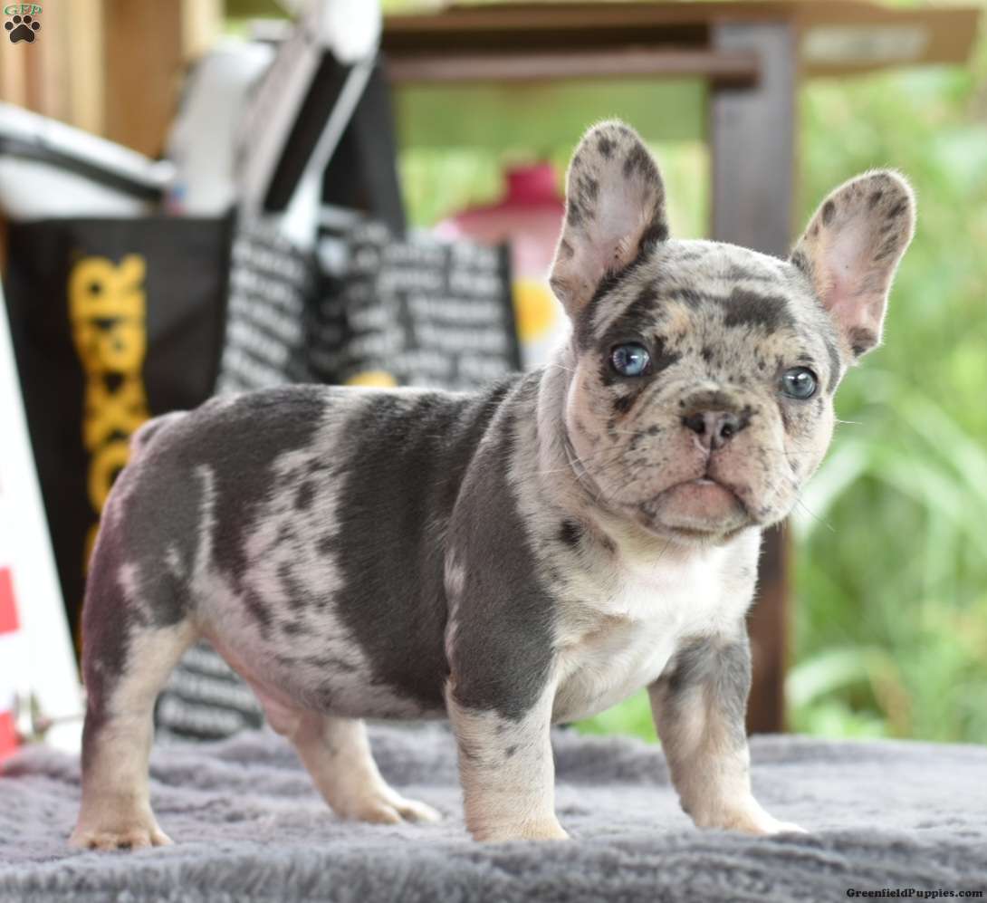 Leo Puppy - Frenchton Puppy for Sale in Dayton, OH