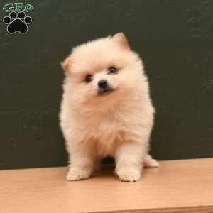 Pomeranian Puppies For Sale - Greenfield Puppies