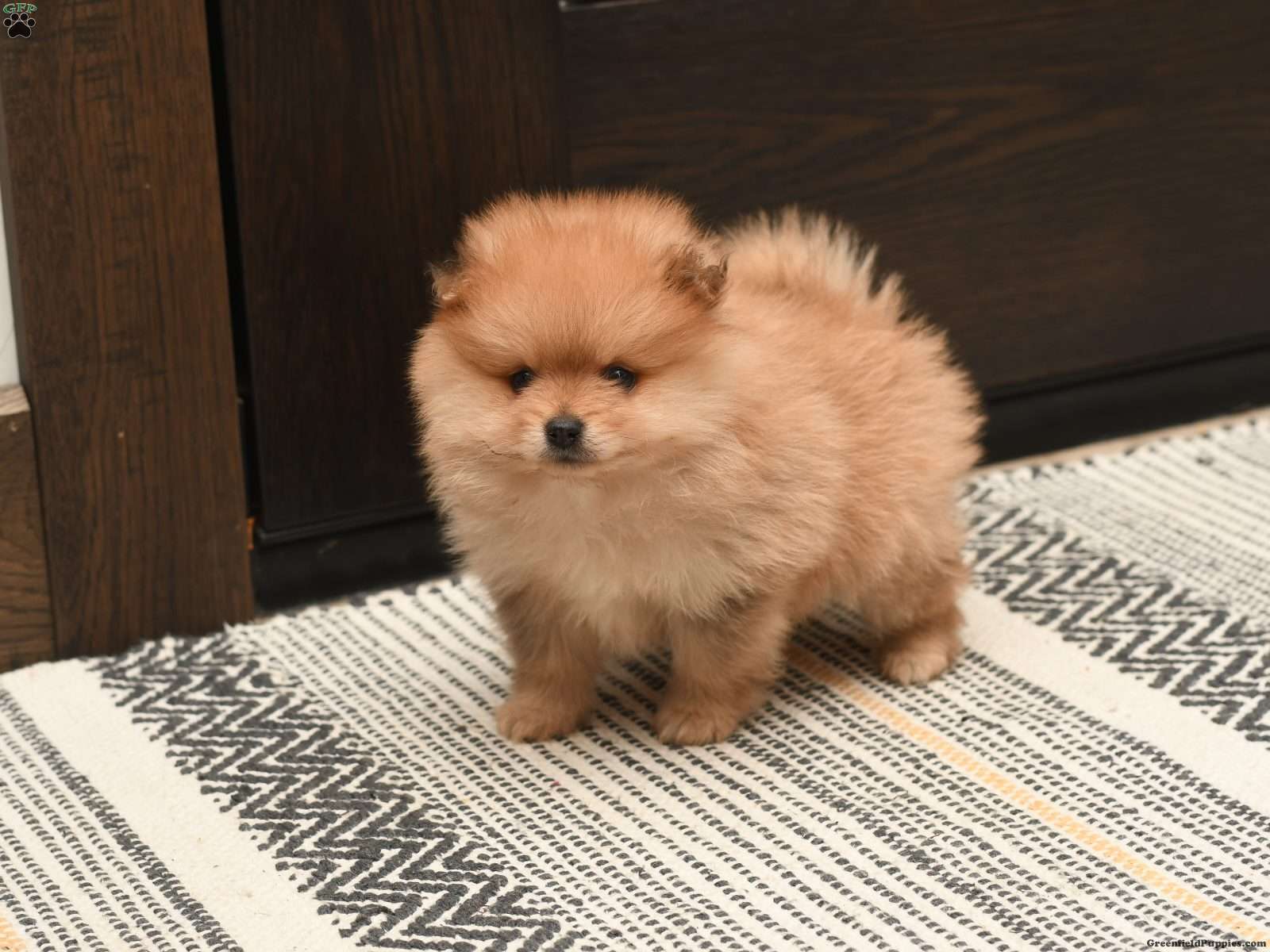 Cinnamon Pomeranian Puppy For Sale in Ohio