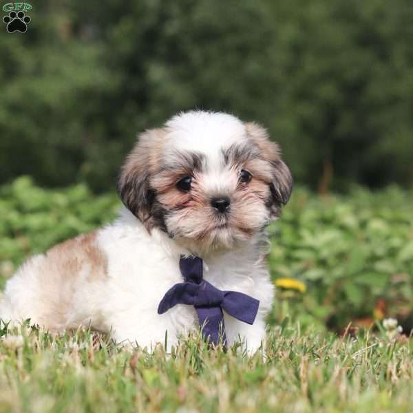 Dale, Shih Tzu Puppy