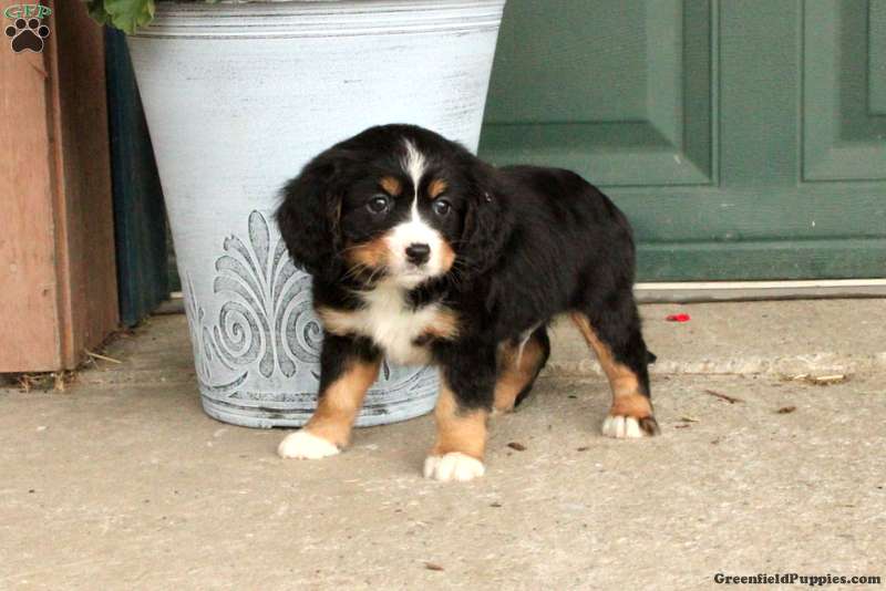 Dev Miniature Bernese Mountain Dog Puppy For Sale in Pennsylvania
