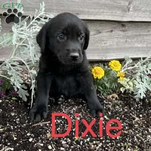 Black Labrador Retriever Puppies For Sale - Greenfield Puppies