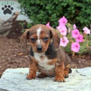 Dachshund Puppies For Sale - Greenfield Puppies