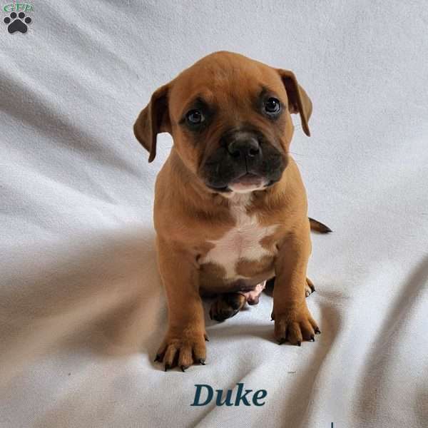 Duke, American Bully Puppy