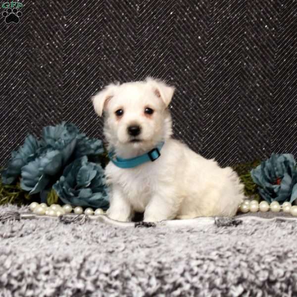 Dustin, West Highland Terrier Puppy