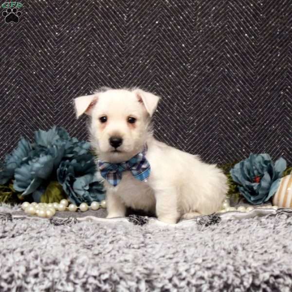 Dylan, West Highland Terrier Puppy