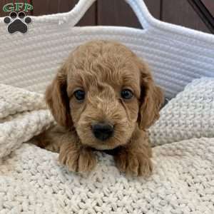 Cockapoo Puppies for Sale - Greenfield Puppies