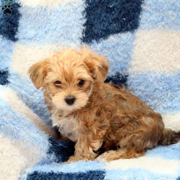 Elijah, Havashire Puppy