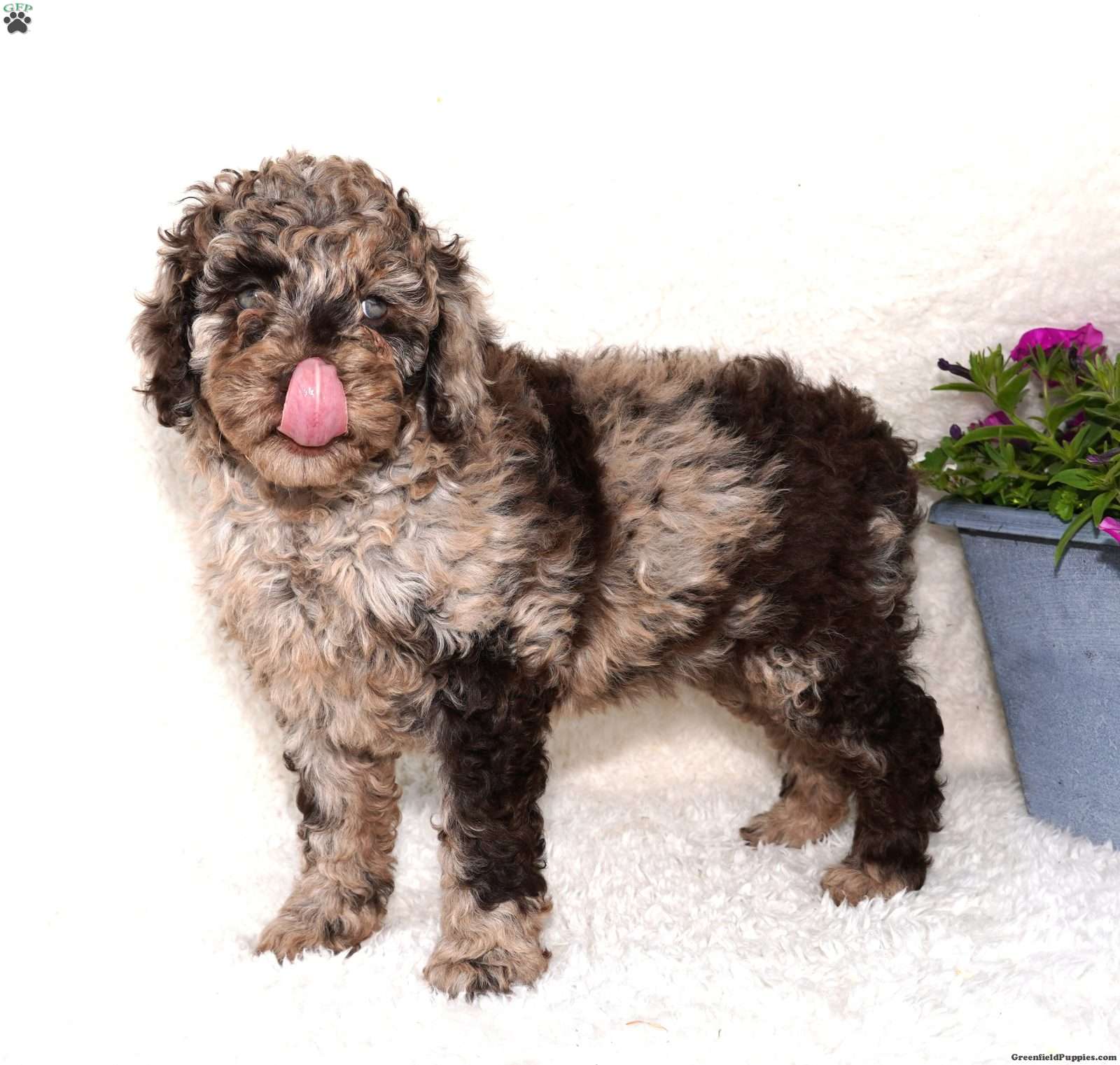 Ahdystandard Poodle Puppies For Sale Ohio 00