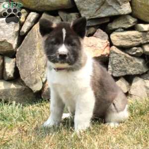 Akita Puppies for Sale - Greenfield Puppies