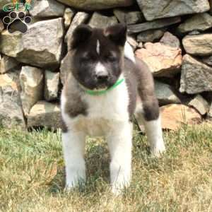 Akita Puppies for Sale - Greenfield Puppies