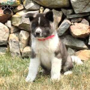 Akita Puppies for Sale - Greenfield Puppies