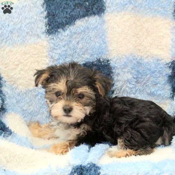 Ervin Havashire Puppy For Sale in Pennsylvania
