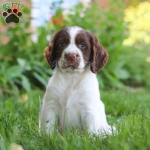 English Springer Spaniel Puppies for Sale | Greenfield Puppies