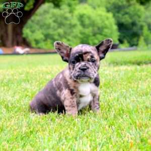 Frenchton Puppies for Sale | Greenfield Puppies