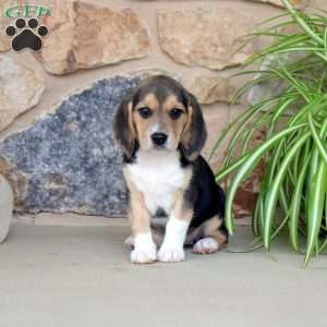 Beagle Puppies For Sale | Greenfield Puppies