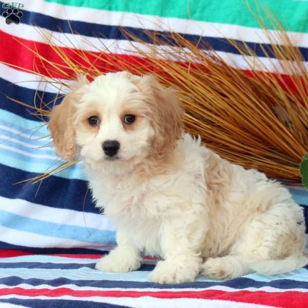 do cavachon puppies shed