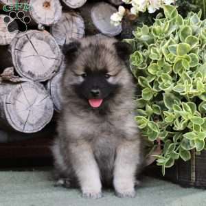 how much is a keeshond dog