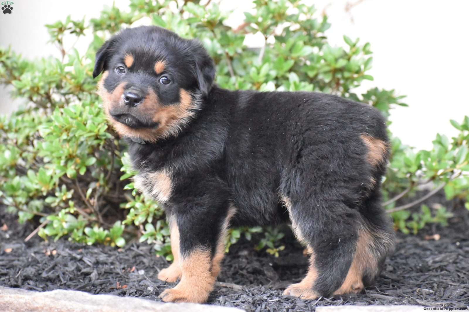 Cute Fluffy Rottweiler Puppies