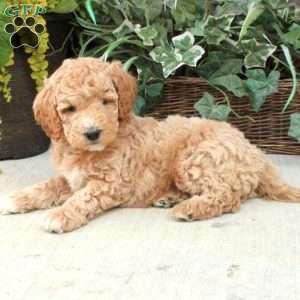 Mini Labradoodle Puppies For Sale | Greenfield Puppies