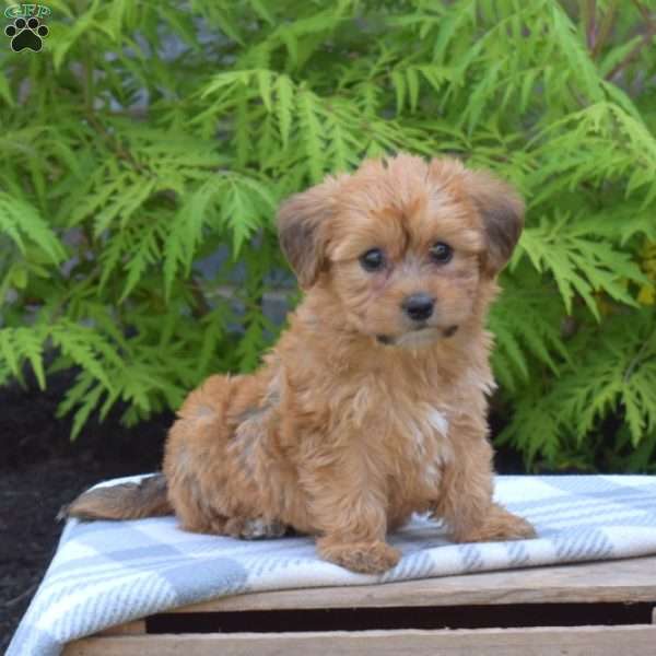 Ginger, Yorkie-Chon Puppy